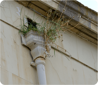 gutter_cleaning-plants_moss_growing_gutter